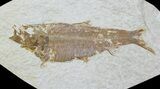 Bargain, Fossil Fish (Knightia) - Wyoming #88579-1